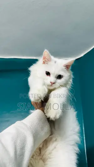 Pure Persian Male Cat For Sale in Faridpur