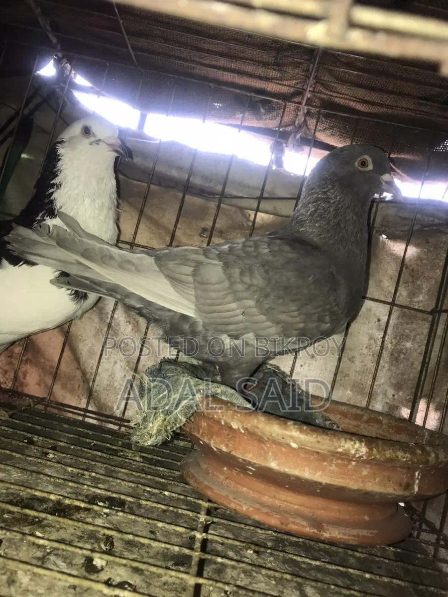 Homa Pigeon