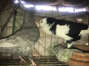 Homa Pigeon