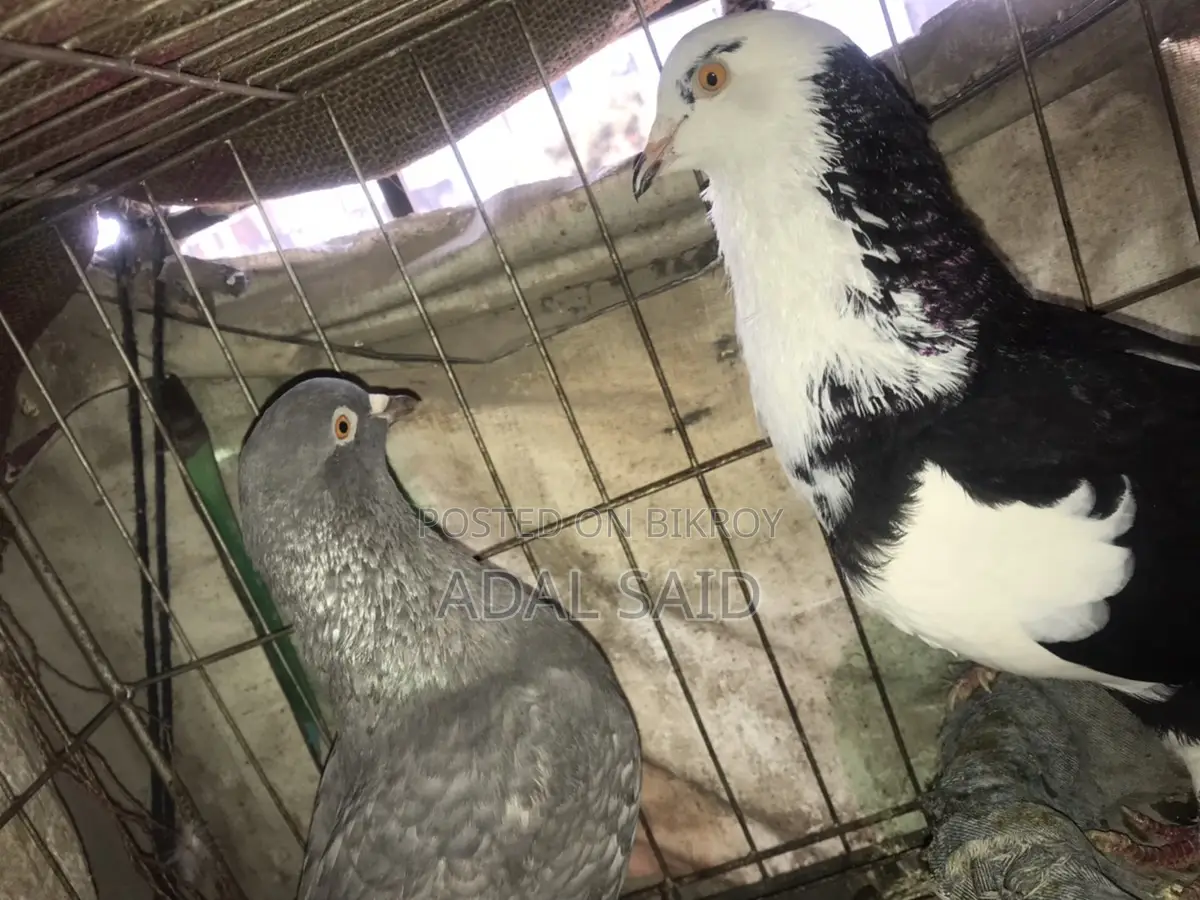 Homa Pigeon