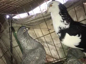 Homa Pigeon