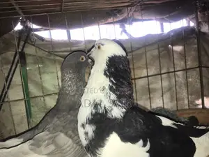 Homa Pigeon