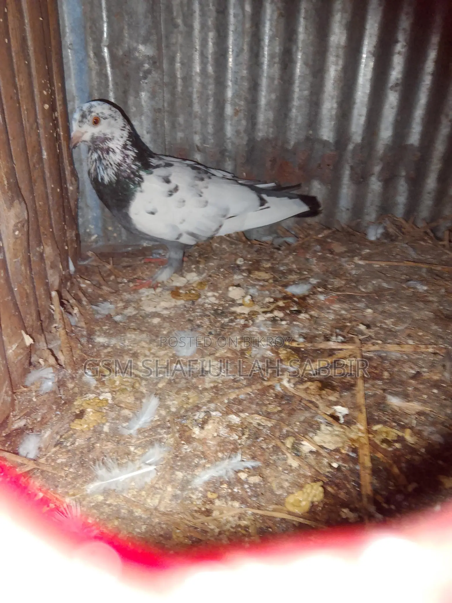Pigeons for sale