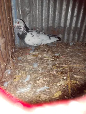 Pigeons for sale