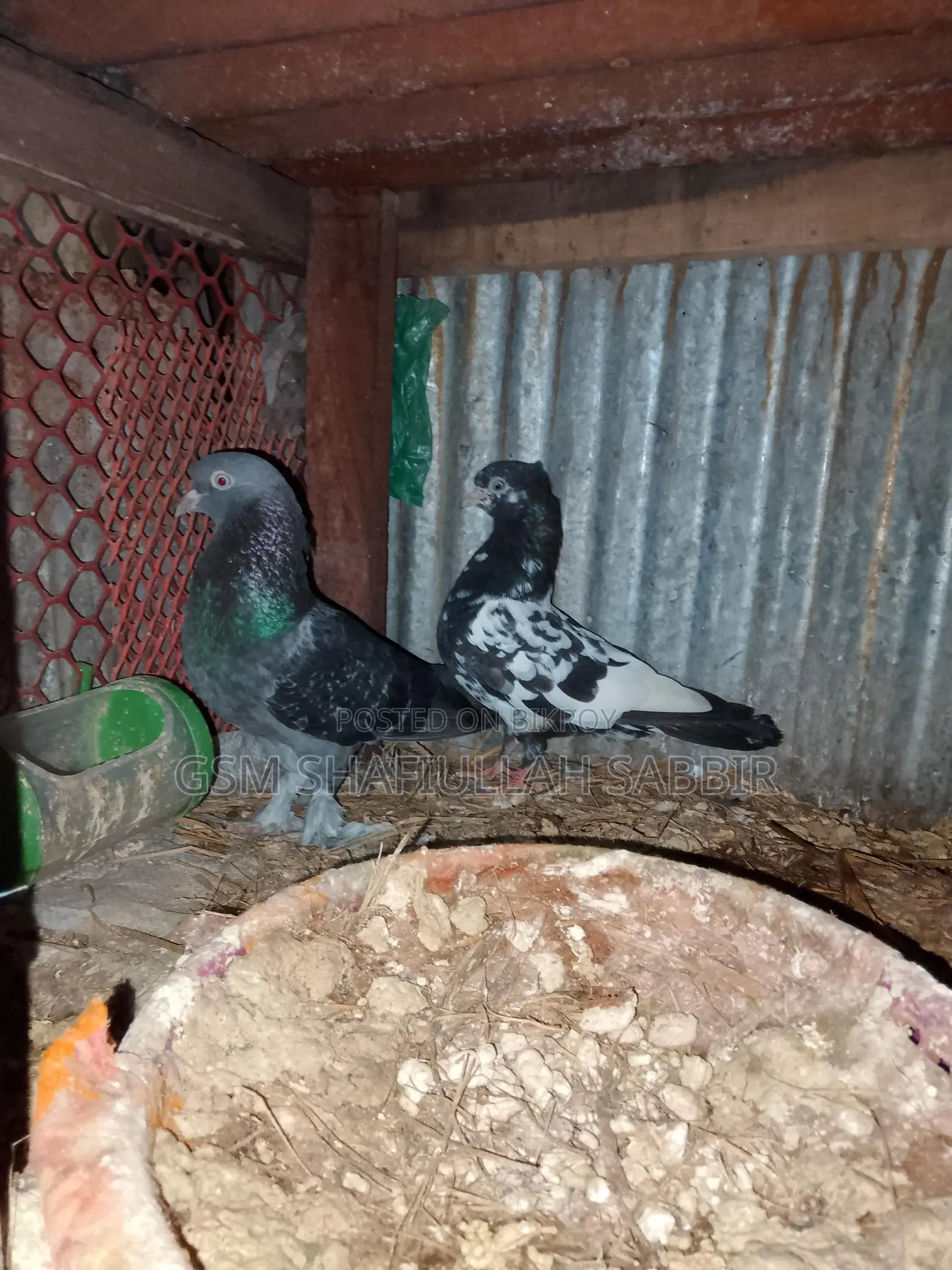 Pigeons for sale