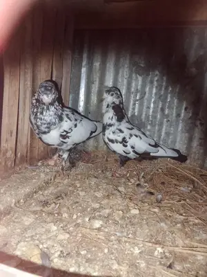 Pigeons for sale