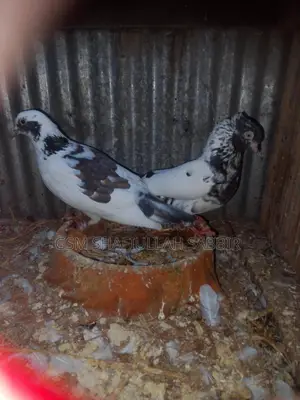 Pigeons for sale