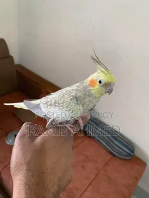টেম ককটেল রানিং ফিমেল