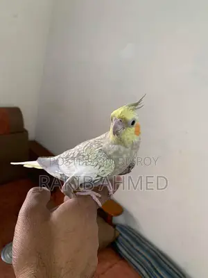 টেম ককটেল রানিং ফিমেল