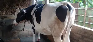 ৯৯৭নং ৯ মাসের গাভীন গরু বিক্রয় হবে।