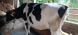 ৯৯৭নং ৯ মাসের গাভীন গরু বিক্রয় হবে।