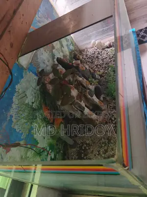 একরিয়াম