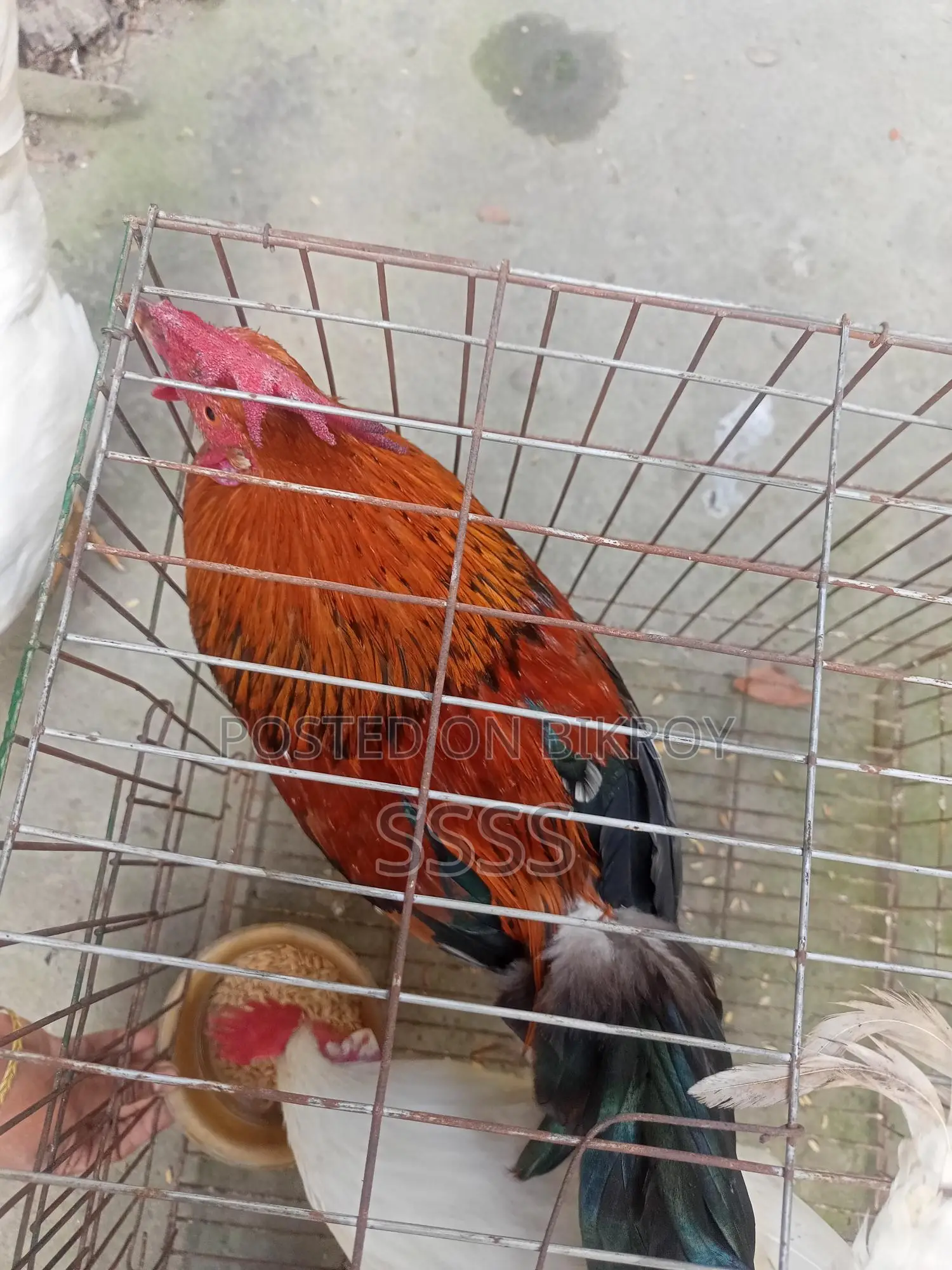 দেশি বড় মোরগ