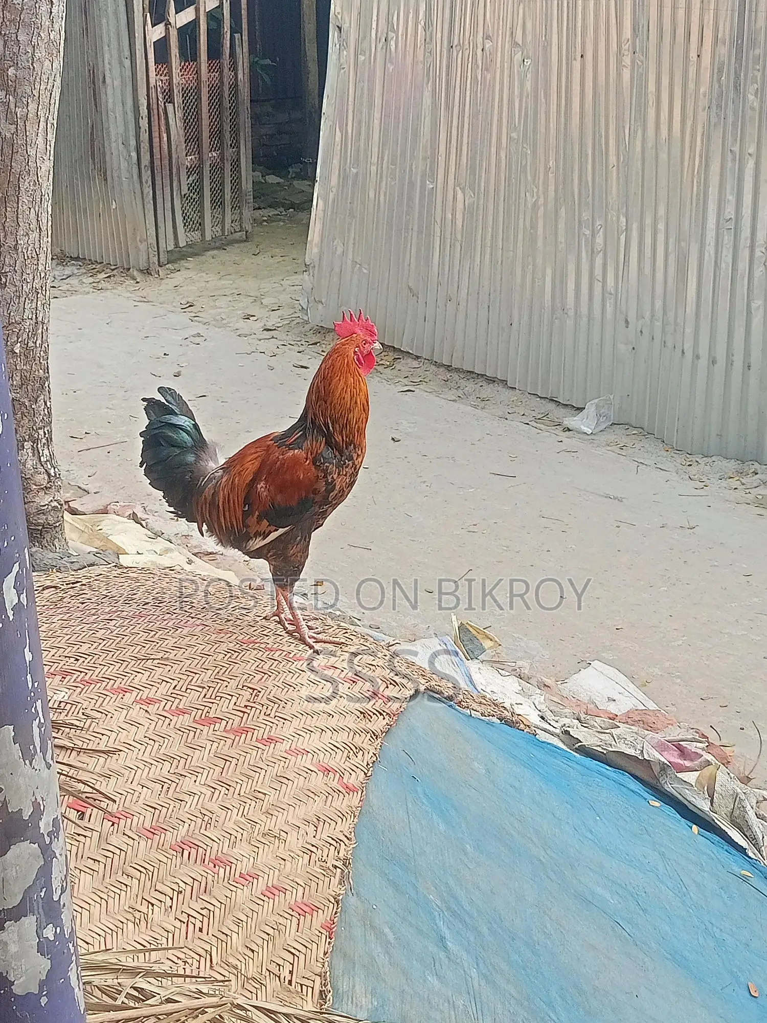 দেশি বড় মোরগ