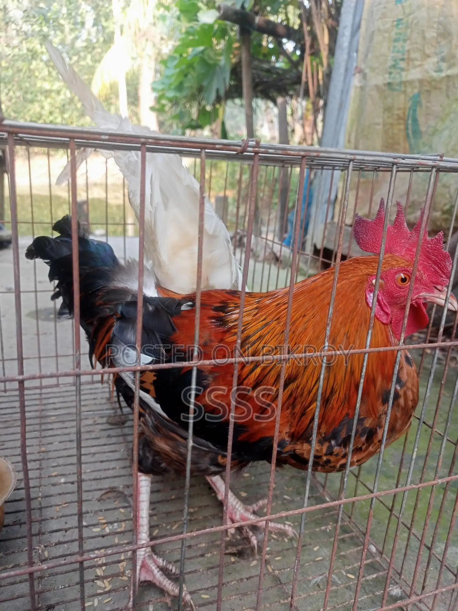 দেশি বড় মোরগ