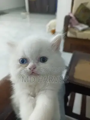 মেল কিটেন Odd Eyes