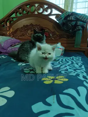 মেল কিটেন Odd Eyes