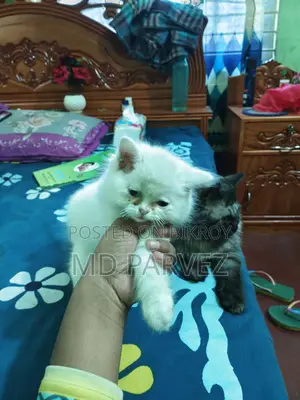 মেল কিটেন Odd Eyes