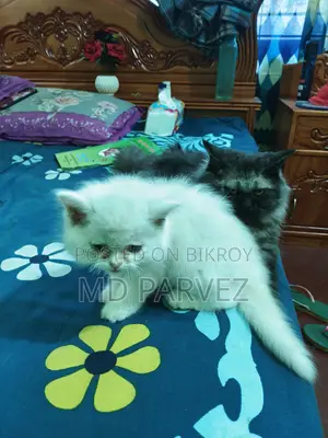 মেল কিটেন Odd Eyes