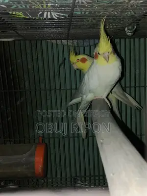 Cockatiel