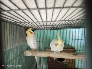 Cockatiel
