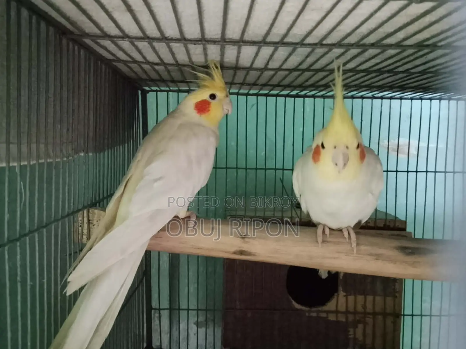 Cockatiel