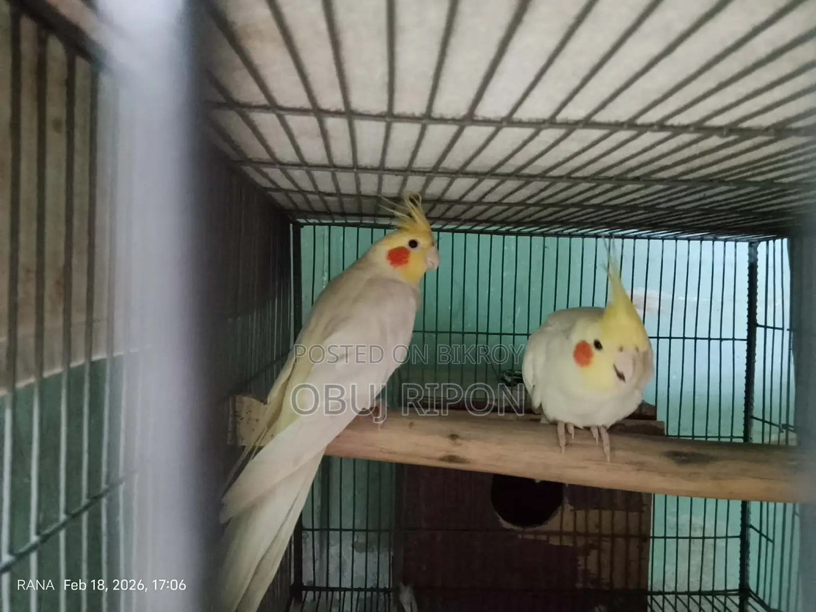 Cockatiel