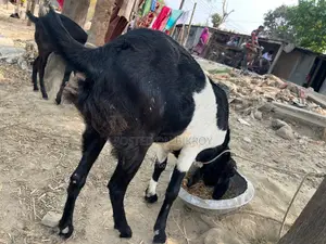 Goat for Sale (Age between 2 years to 6 months)