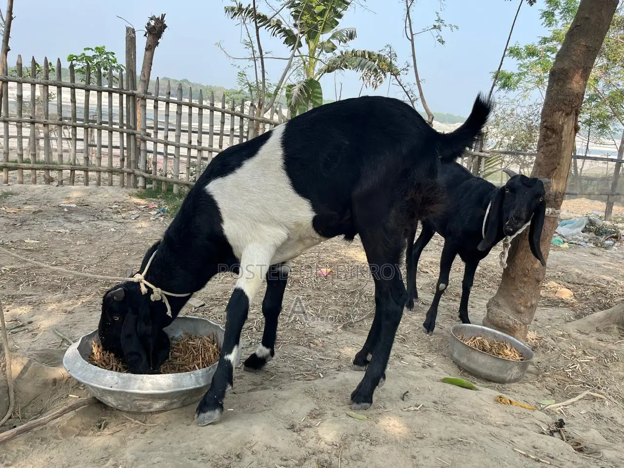 Goat for Sale (Age between 2 years to 6 months)