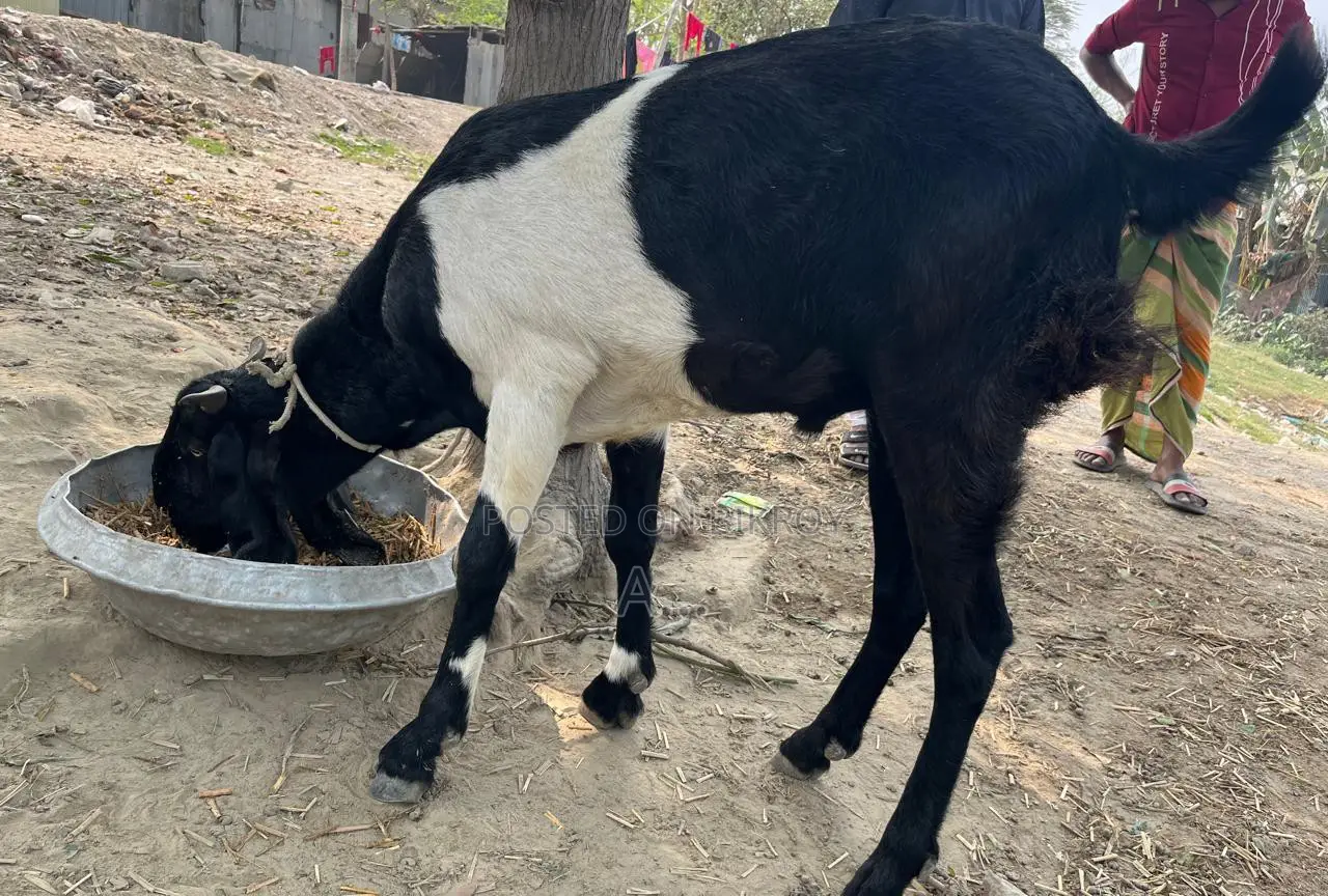 Goat for Sale (Age between 2 years to 6 months)