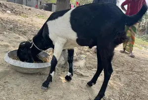 Goat for Sale (Age between 2 years to 6 months)