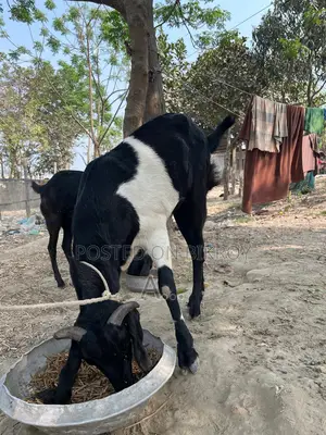 Goat for Sale (Age between 2 years to 6 months)