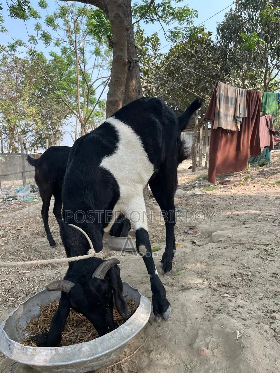 Goat for Sale (Age between 2 years to 6 months)