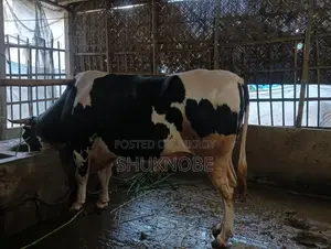 Bull for Sale