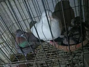 পিওর সাদা মাদী লাল নর