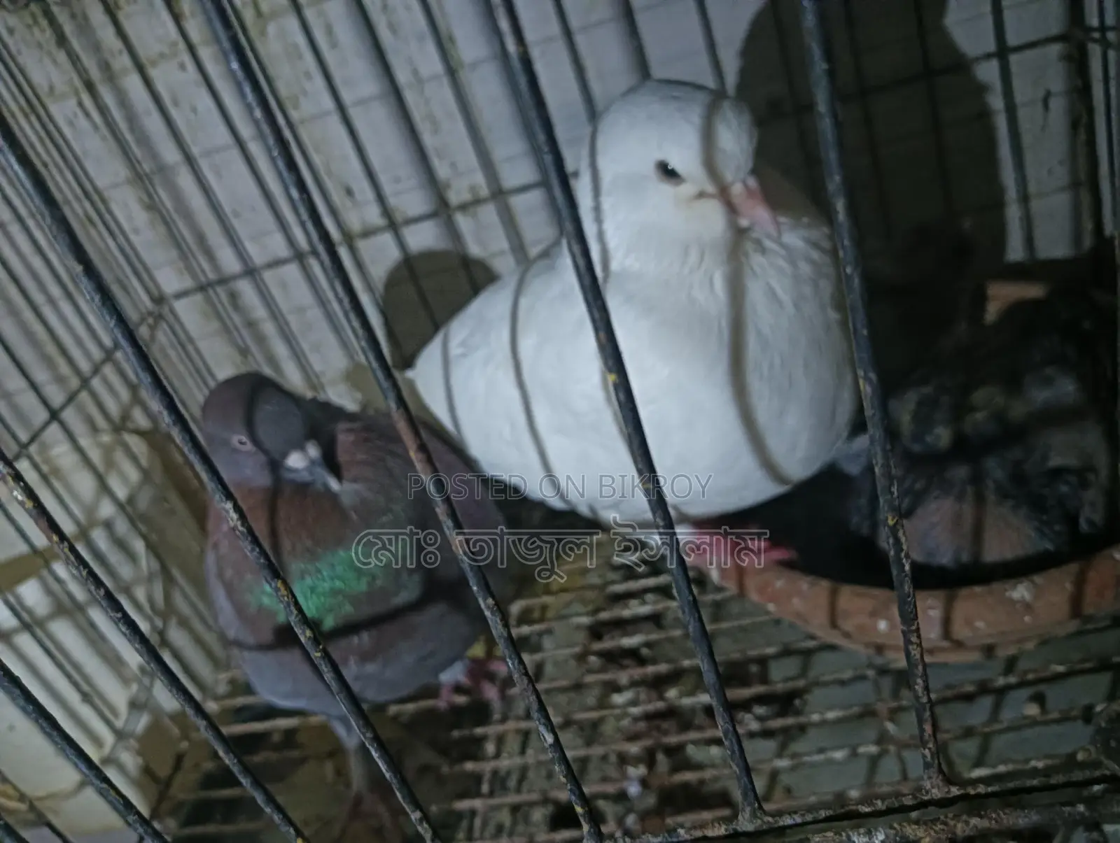 পিওর সাদা মাদী লাল নর