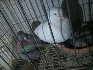 পিওর সাদা মাদী লাল নর