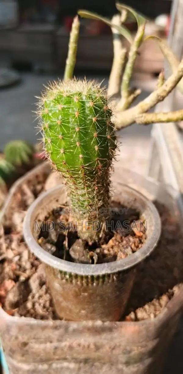 প্রতিটি মাত্র ১৫ টাকা, ক্যাশ অন ডেলিভারি সম্ভব