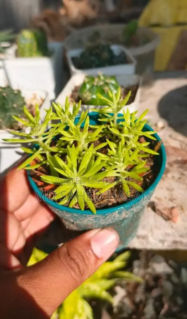 প্রতিটি মাত্র ১৫ টাকা, ক্যাশ অন ডেলিভারি সম্ভব