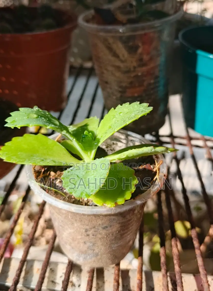 প্রতিটি মাত্র ১৫ টাকা, ক্যাশ অন ডেলিভারি সম্ভব