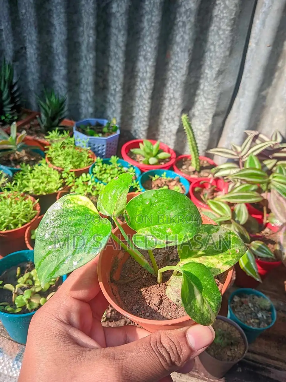 প্রতিটি মাত্র ১৫ টাকা, ক্যাশ অন ডেলিভারি সম্ভব