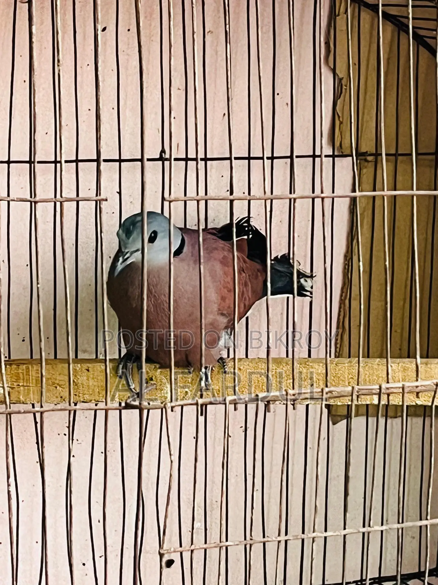 Dove bird