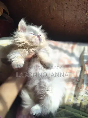 Odd Eyes Female Semi Panch Face