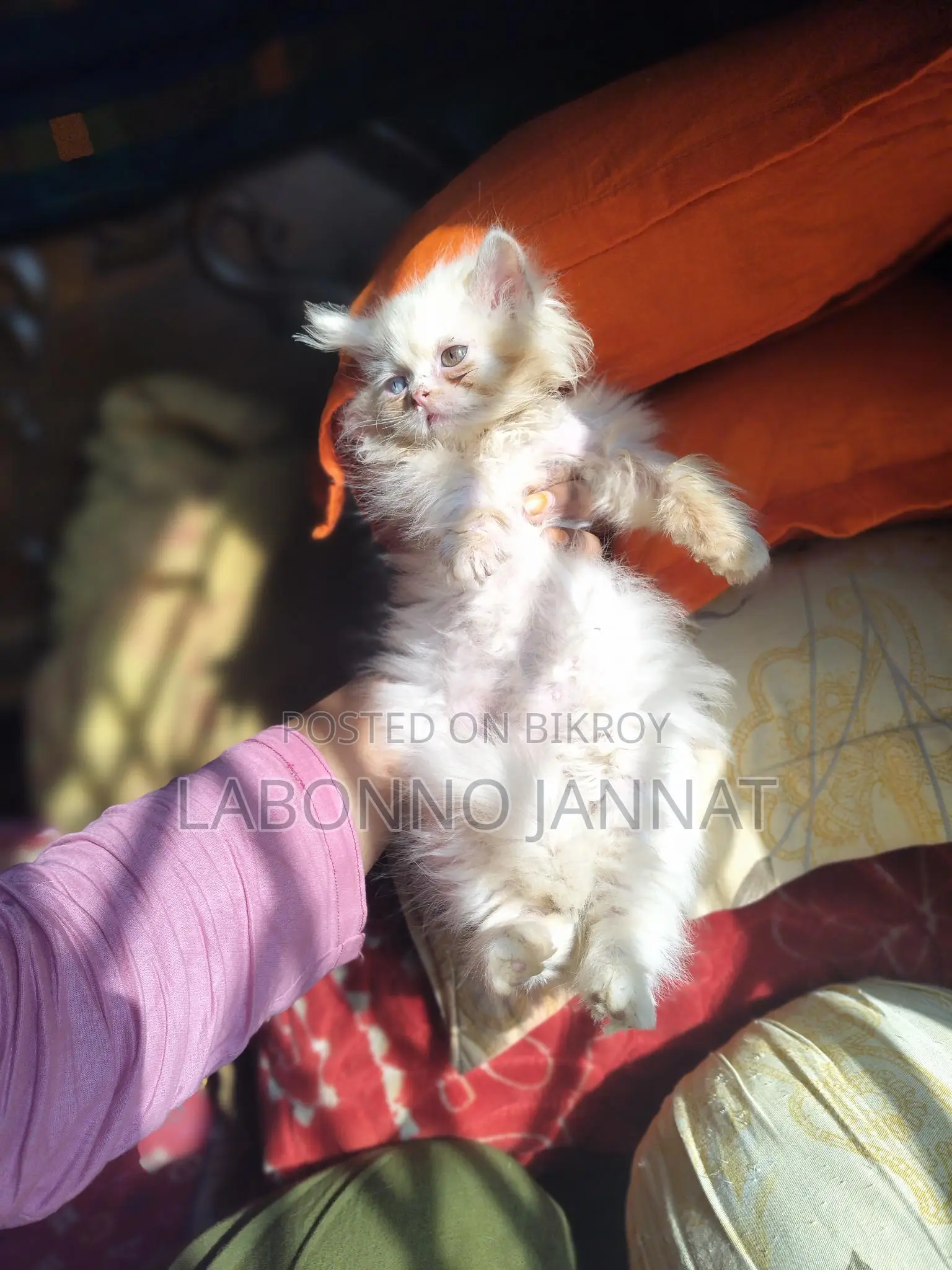 Odd Eyes Female Semi Panch Face