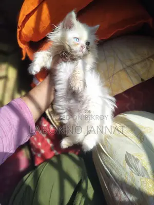 Odd Eyes Female Semi Panch Face