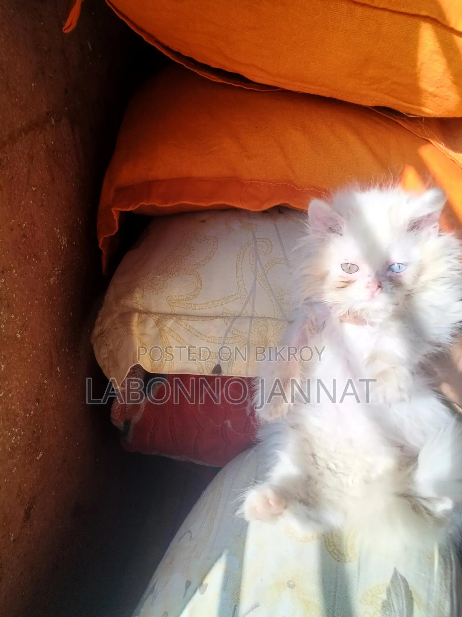 Odd Eyes Female Semi Panch Face