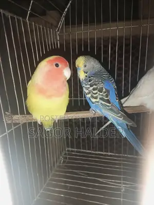 Female Lovebird