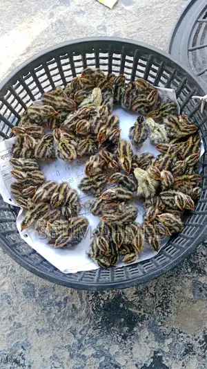 Quail Chicks