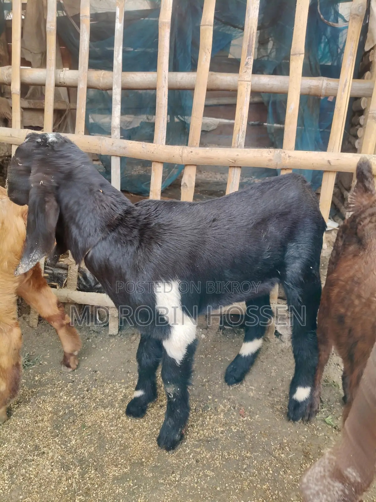 Totapuri Goat Kids