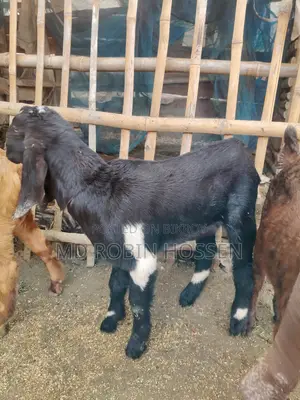 Totapuri Goat Kids